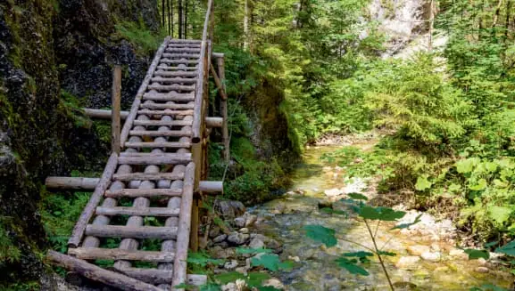 Stairs in the forest